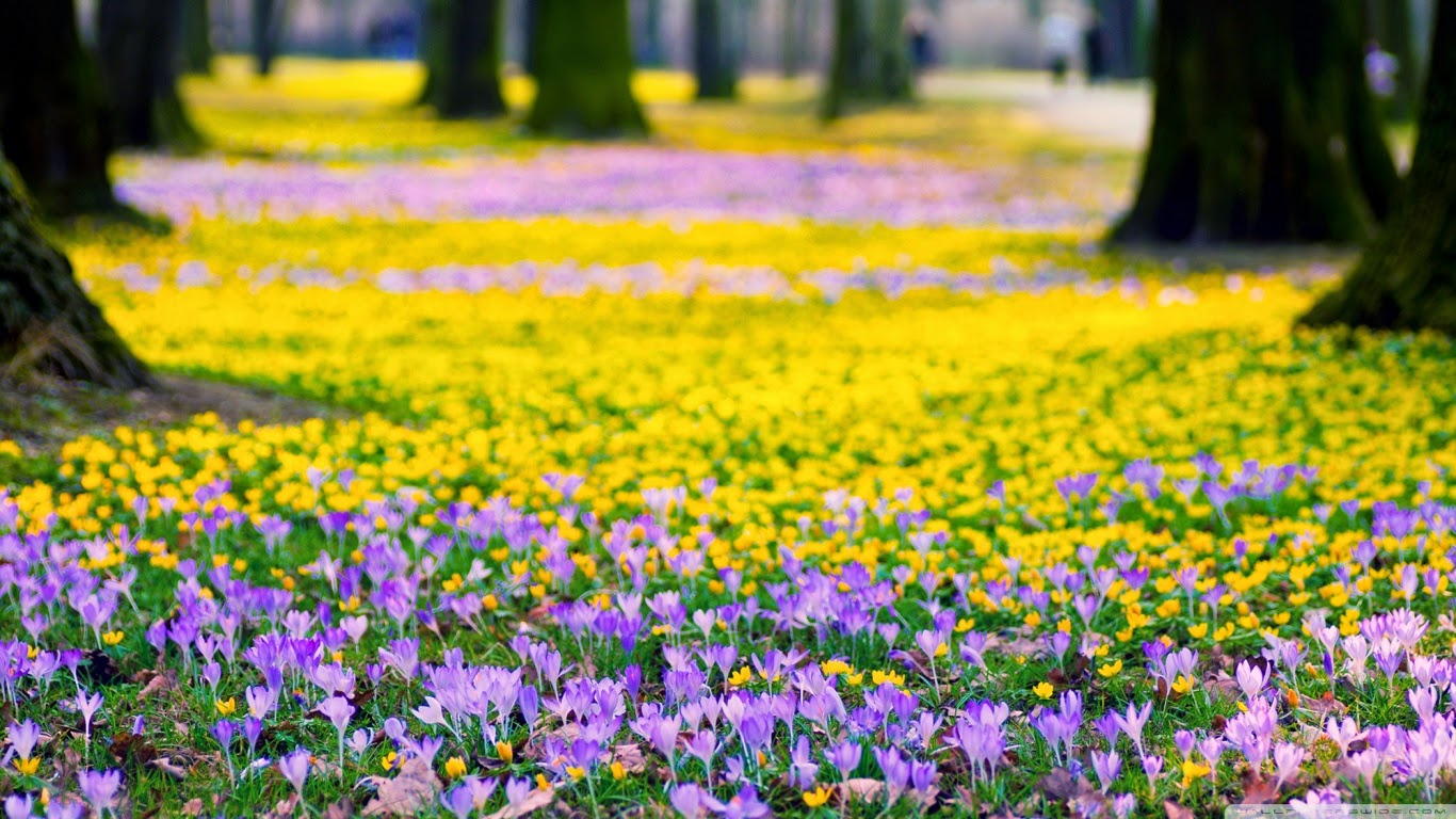 Fond Ecran paysage fleurs