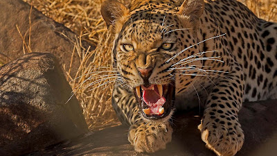 angry-leopard-animal-hd wallpaper
