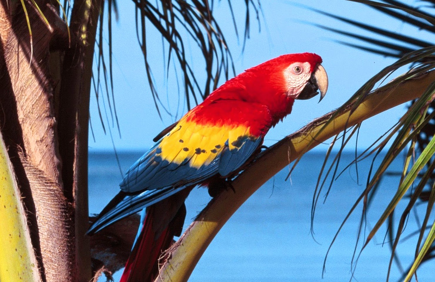 Macaws Parrots .. Nature World