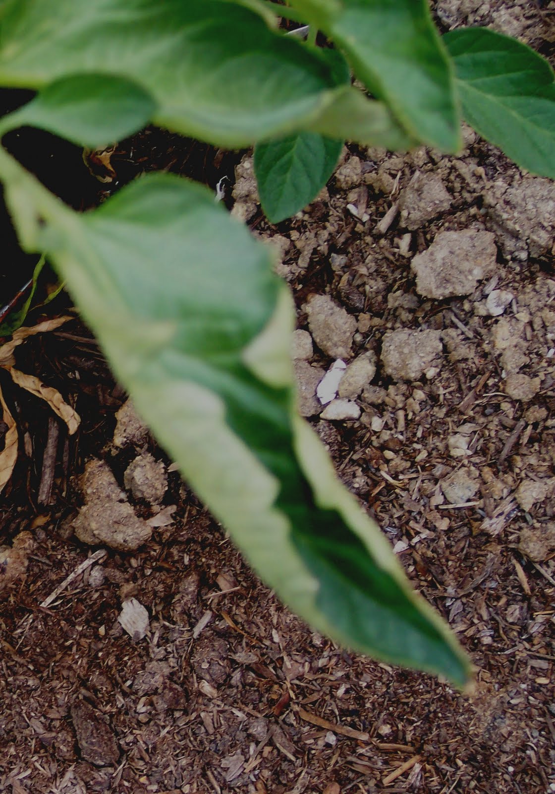 Garden Bloom Leaves Curling Up