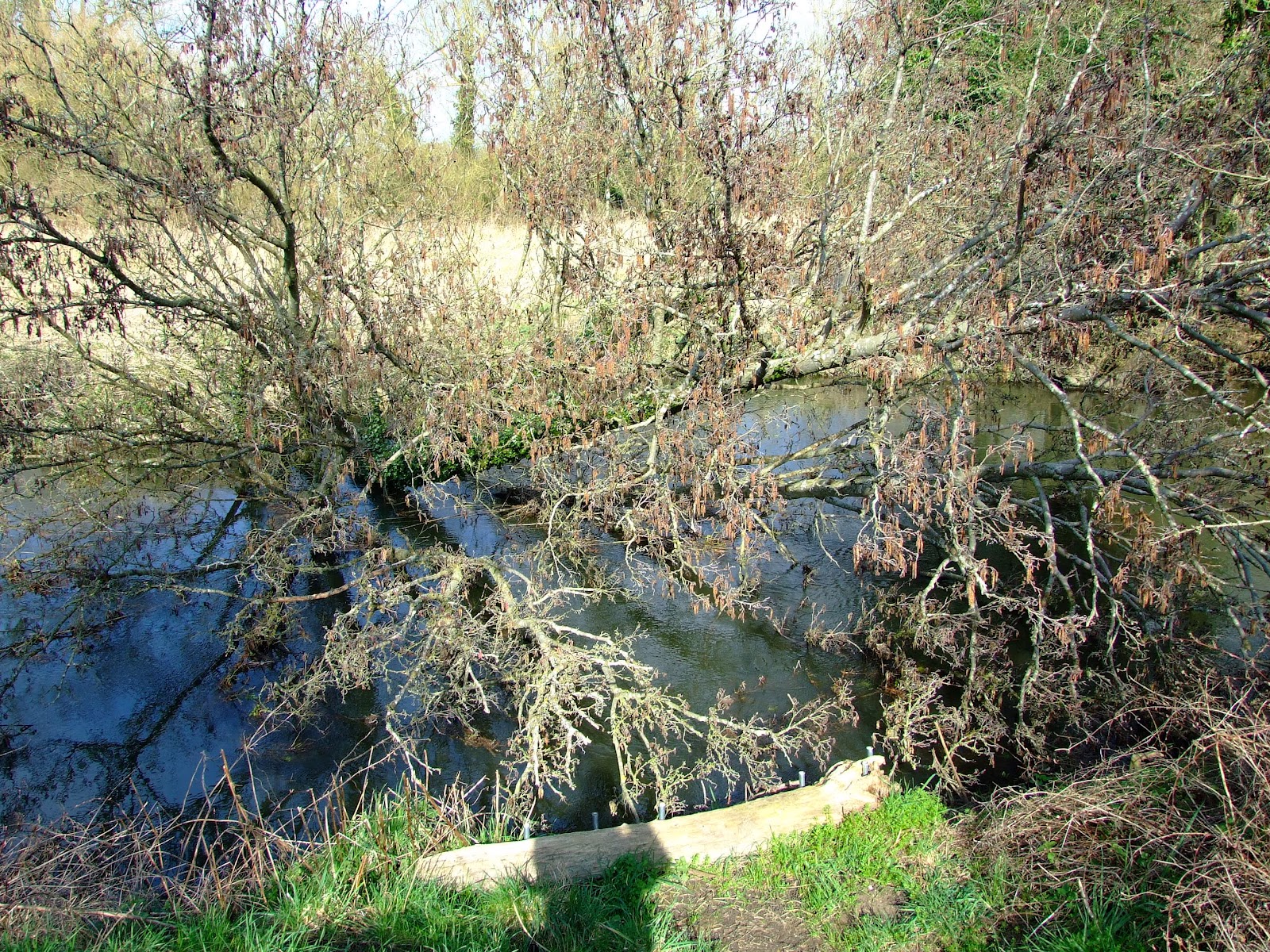 Canoeing and Kayaking on The River Strainers on the Southcote Loop