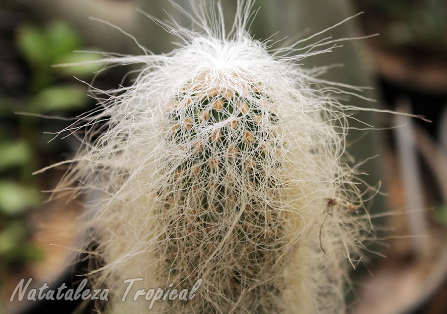 Detalles de las espinas modificadas con forma de pelos en el cactus Viejito, Cephalocereus senilis