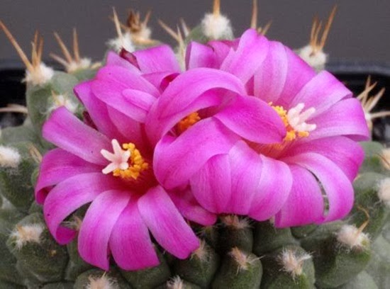 http://www.funmag.org/pictures-mag/flowers/beautiful-cactus-flower-30-photos/