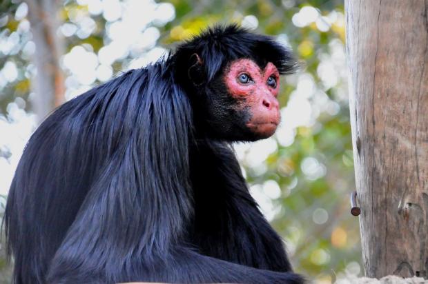 Filhote de macaco-prego-do-peito-amarelo nasce no BioParque do Rio!