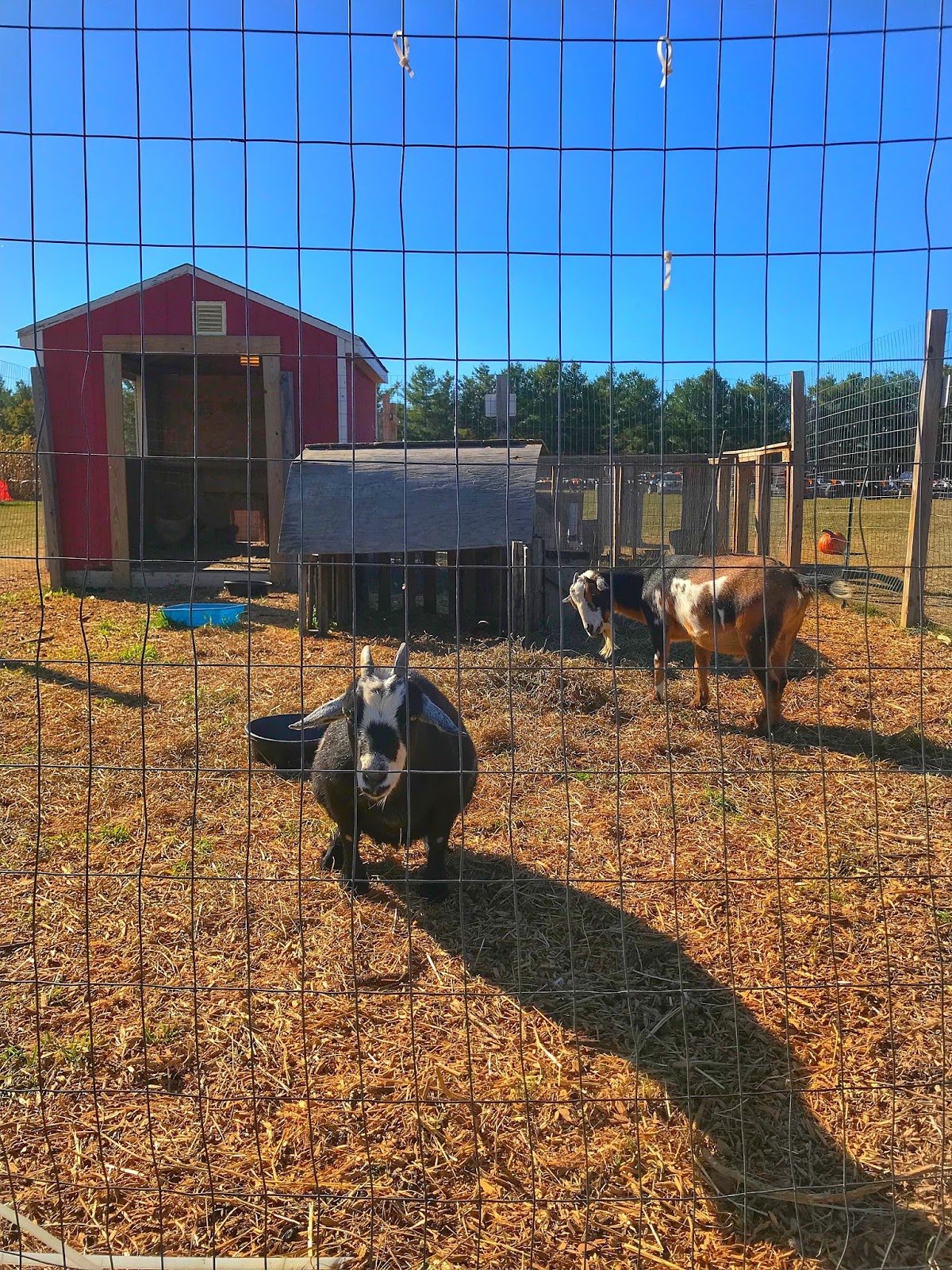 Conklin Farms // New Jersey Wanderlust Beauty Dreams
