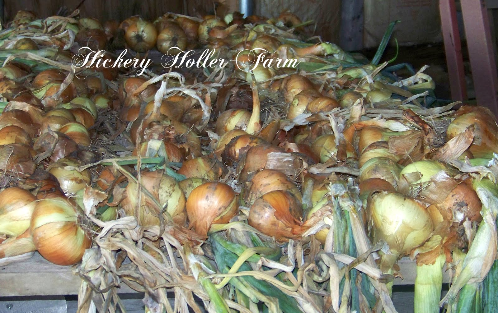Hickery Holler Farm Preserving Onions
