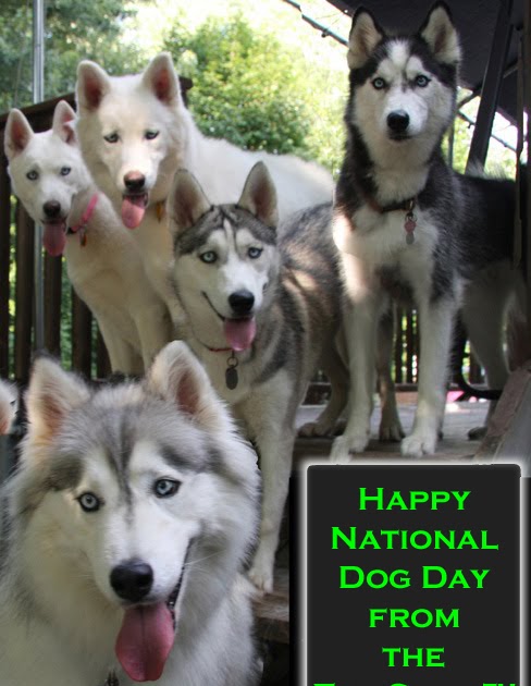 best way to kennel train a puppy at night