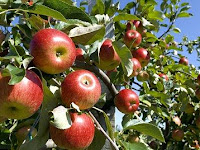 Budidaya 3 Tanaman Ini Bisa Dapat Banyak Uang! Benarkah?