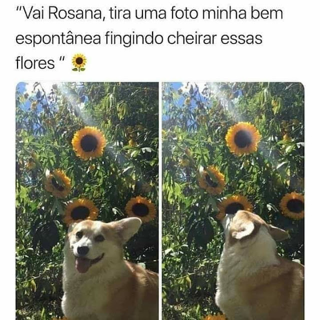 Memes engraçados Memes engraçados