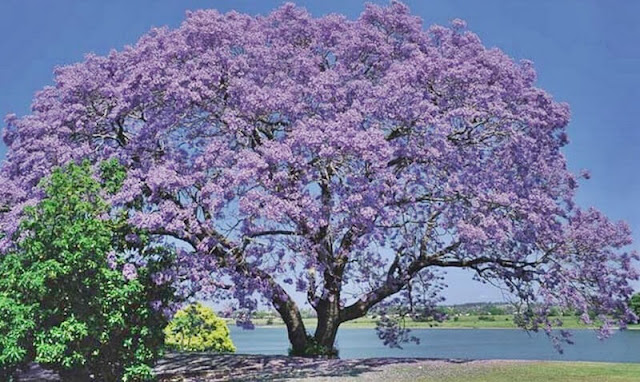 paulownia-ağacı-özellikleri paulownia-ağacının-faydaları