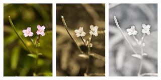 Epilobium palustre (Marsh willowherb) photographed in visible light (left), ultraviolet light (middle), and infrared light (right)