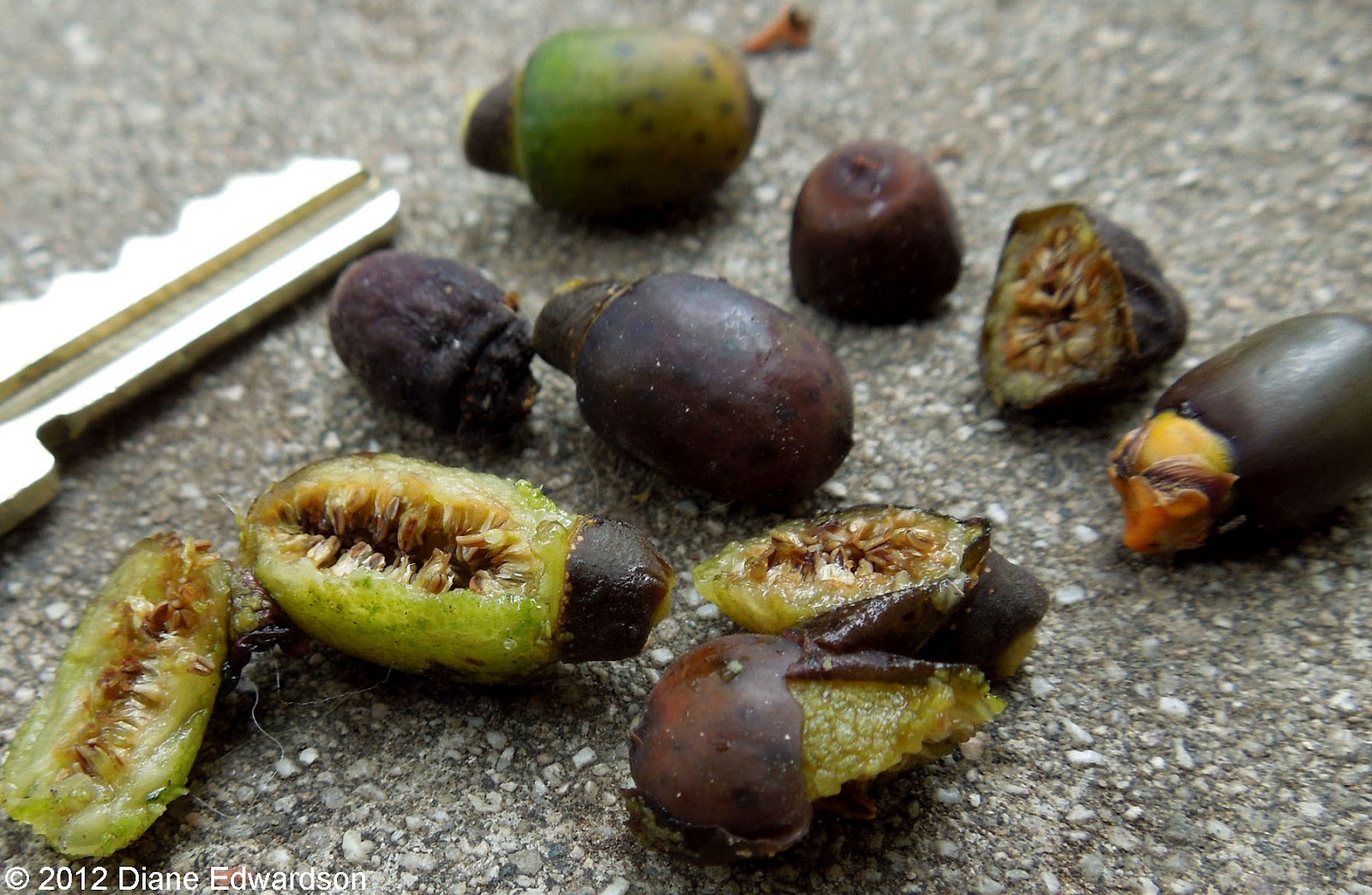 Corralitas Red Car Property Corralitas Drive Rubber Tree Fruit