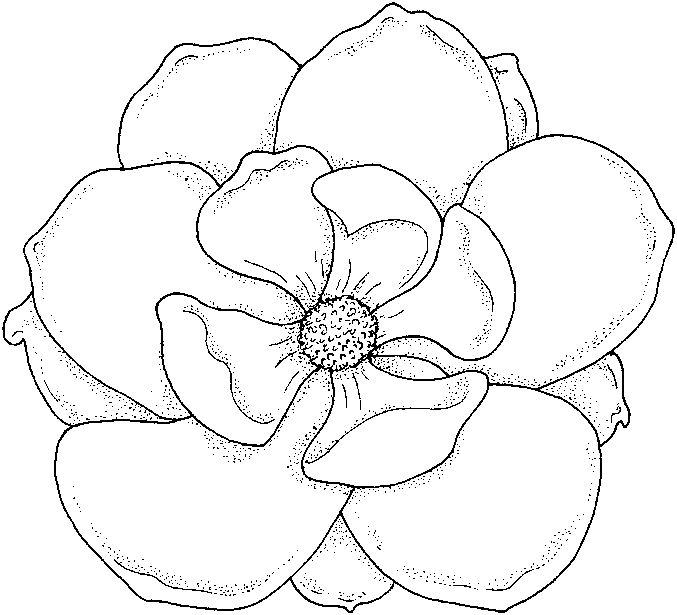 magnolia flower coloring pages - photo #7