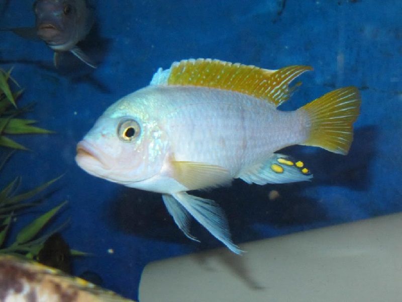 jenis jenis ikan cichlid ( Malawi Cichlids ) Gambar jenis jenis ikan cichlid ( Malawi Cichlids ) - Pola warna mbenji