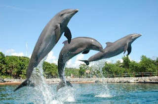 Xcaret - Riviera Maya riviera-maya-delfines