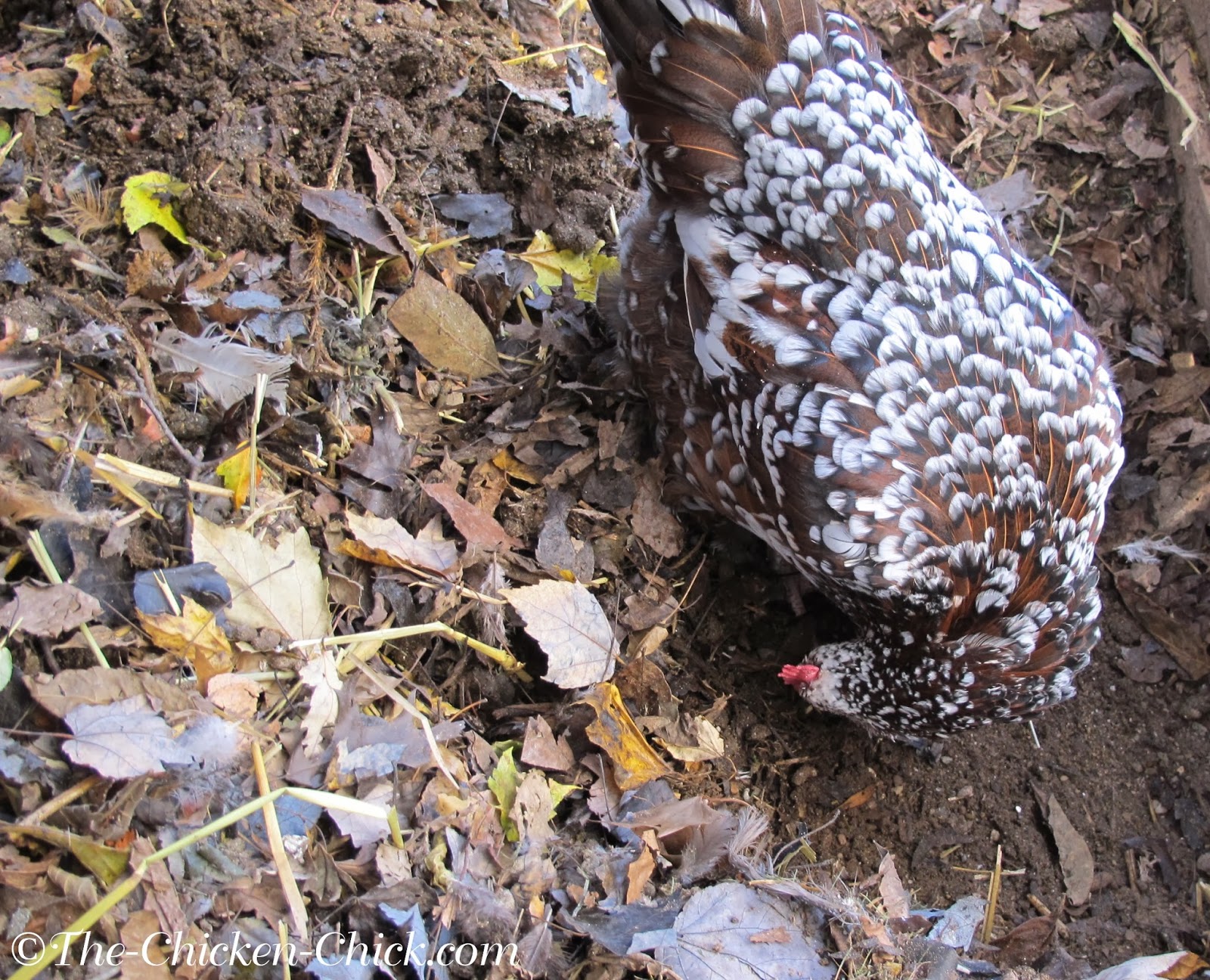 Chicken Chick®: The Deep Litter Method of Waste Management in Chicken ...