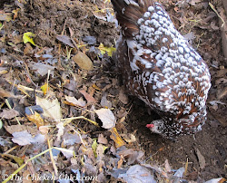 chicken litter deep method waste chick coop chickens management coops pile compost composting leaves manage duck conditions