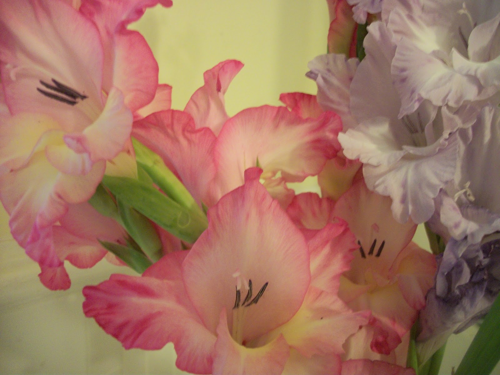 Writing Straight from the Heart Gladiolus Are Among the Most Elegant