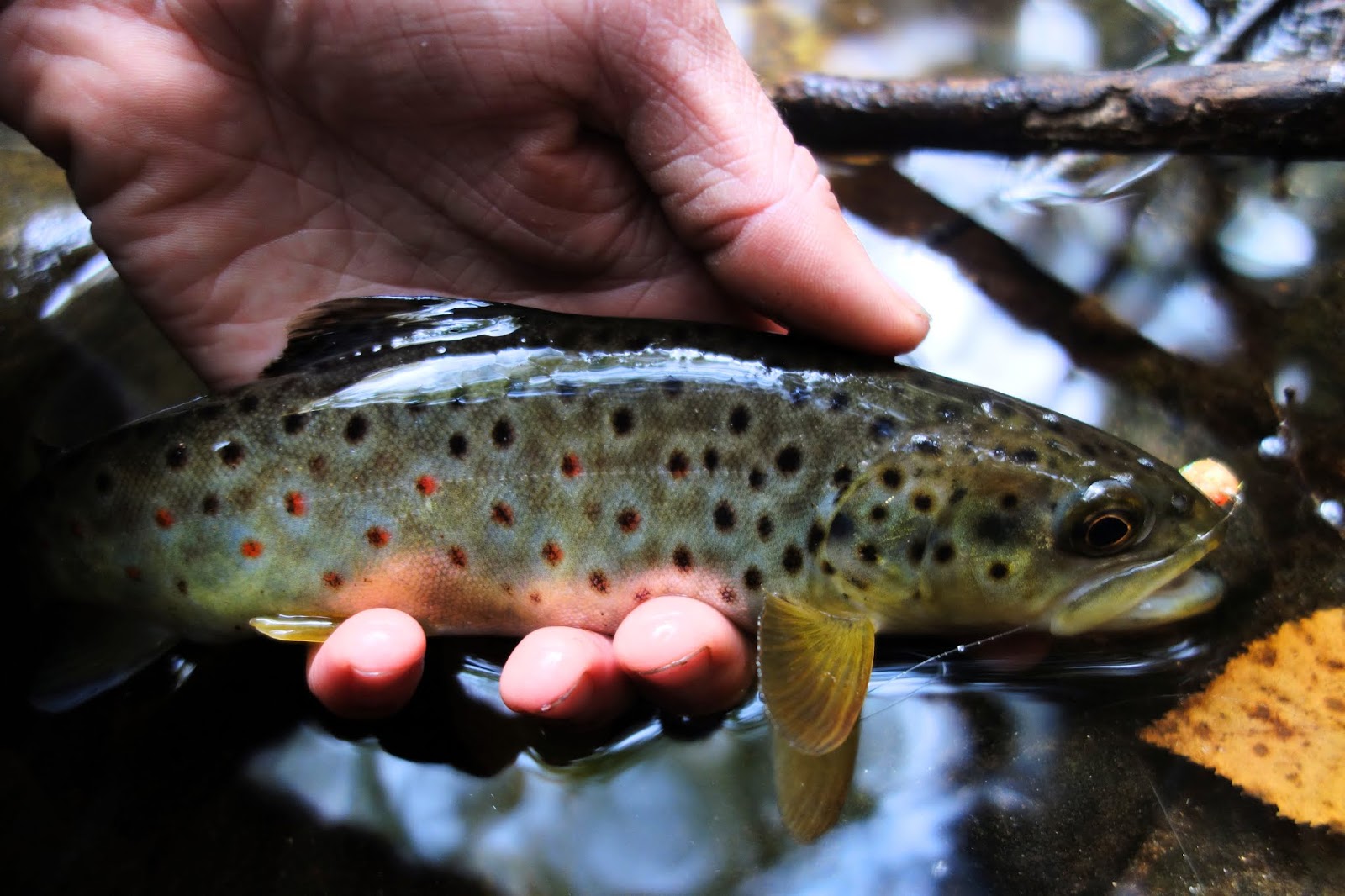 Connecticut Fly Angler Steak and Eggs, and Sewer Trout