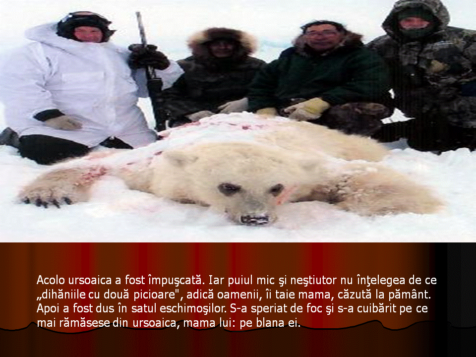 Biblioteca piticilor: Fram, ursul polar