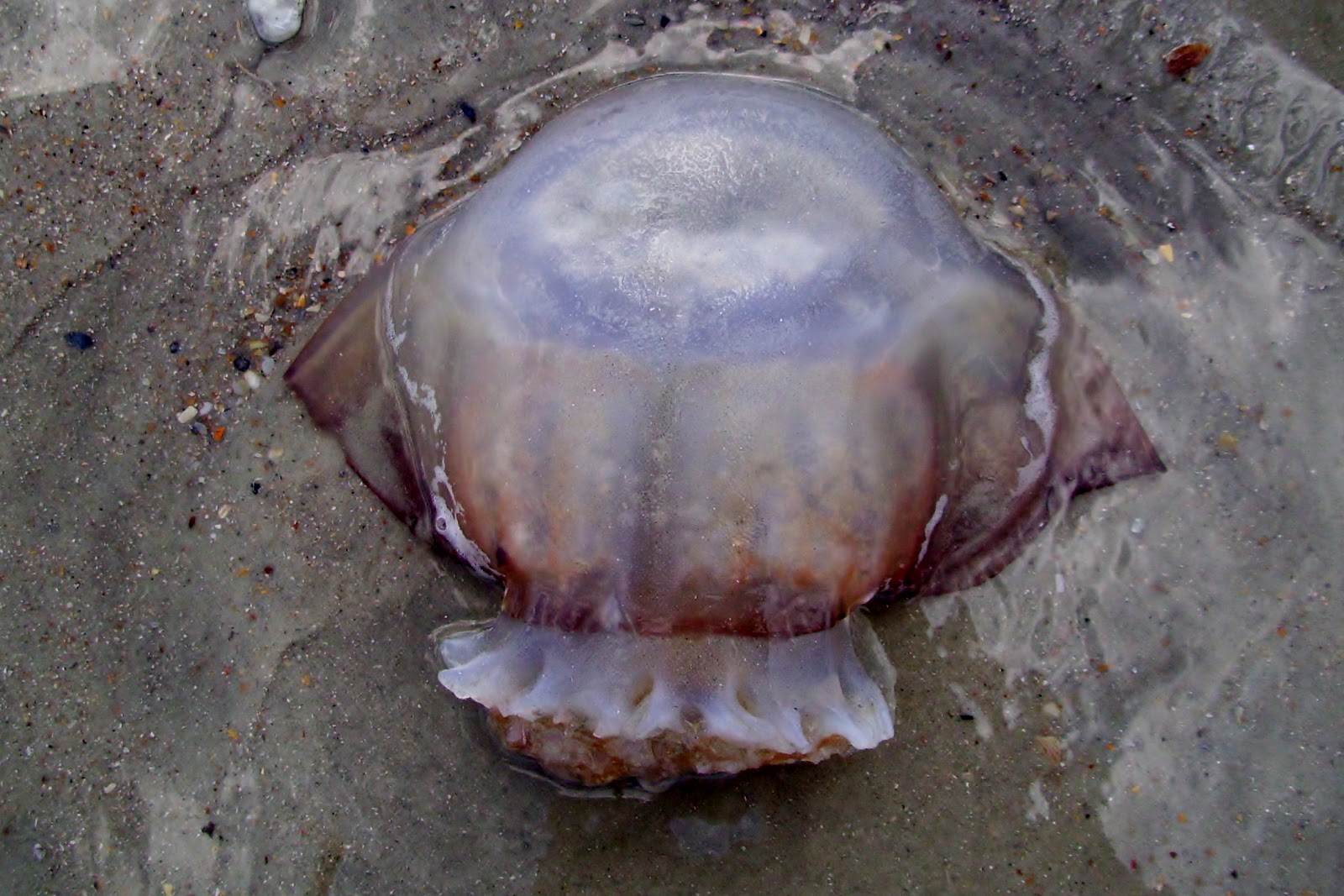 Earth is Crammed with Heaven... Cannonball Jellyfish (Stomolophus