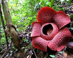 corpse flower wallpaper corpse flower wallpaper