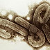 SAÚDE / Ebola é um dos vírus mais perigosos do mundo