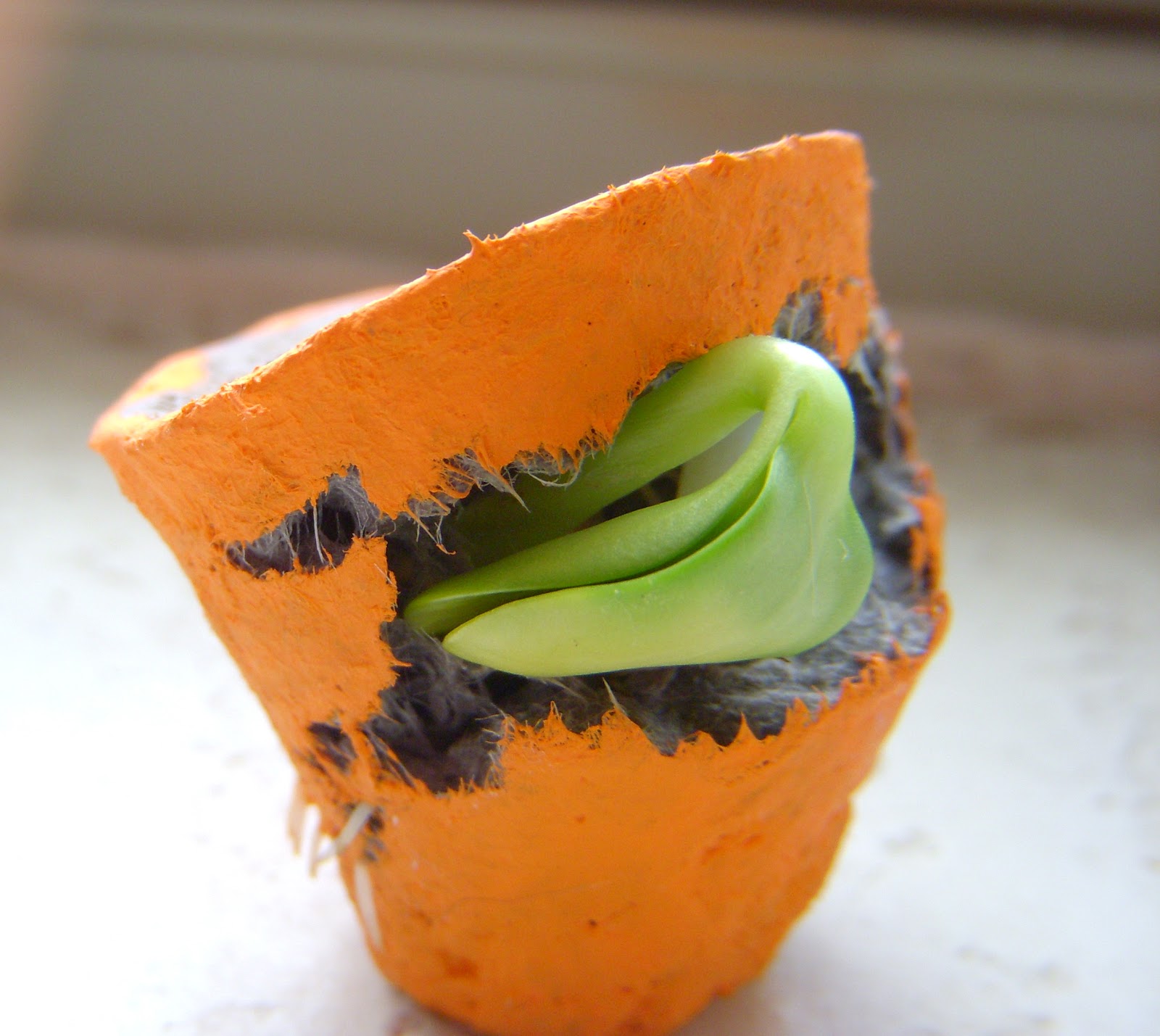 ECO REBELUTION Seed Bomb Pot in Action