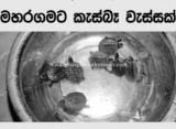turtle rain sri lanka