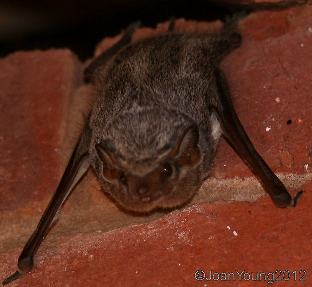 South African Photographs Mauritian Tomb Bat (Taphozous mauritianus)
