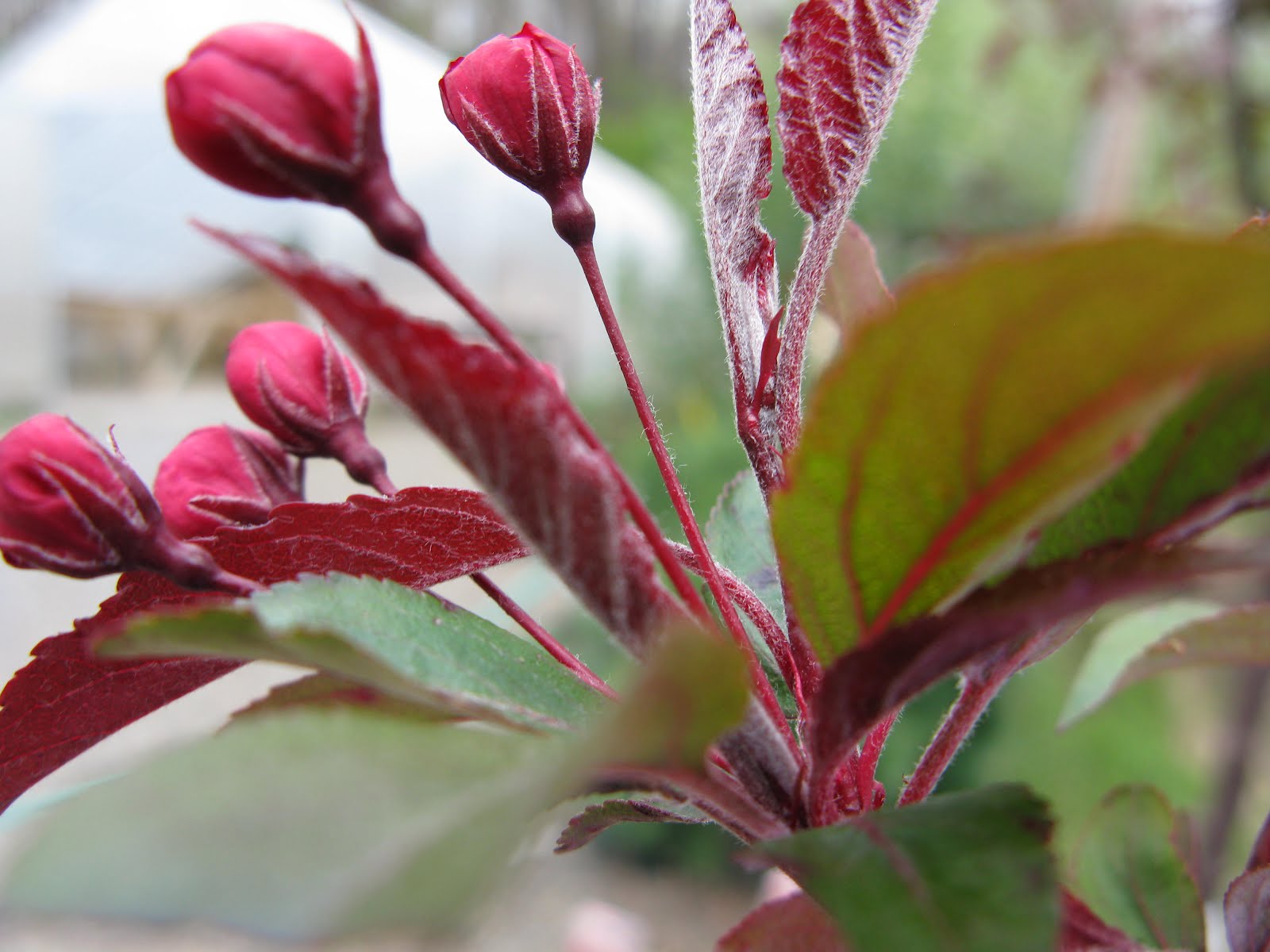Royal Raindrops Crab Tree