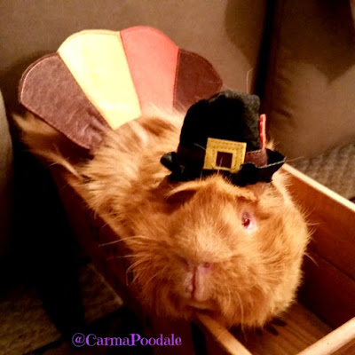 Cinnamon the guinea pig dressed as a turkey looking at the camera