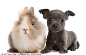 Fluffy bunny and puppy.