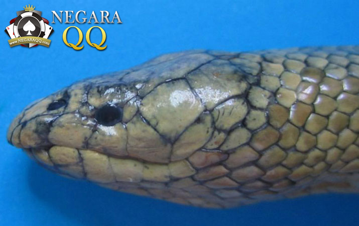 Penemuan Ular Laut yang Langka dan Berbahaya di Lepas