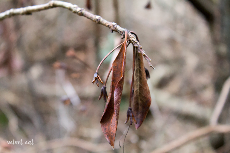 paseando bosque fotografía
