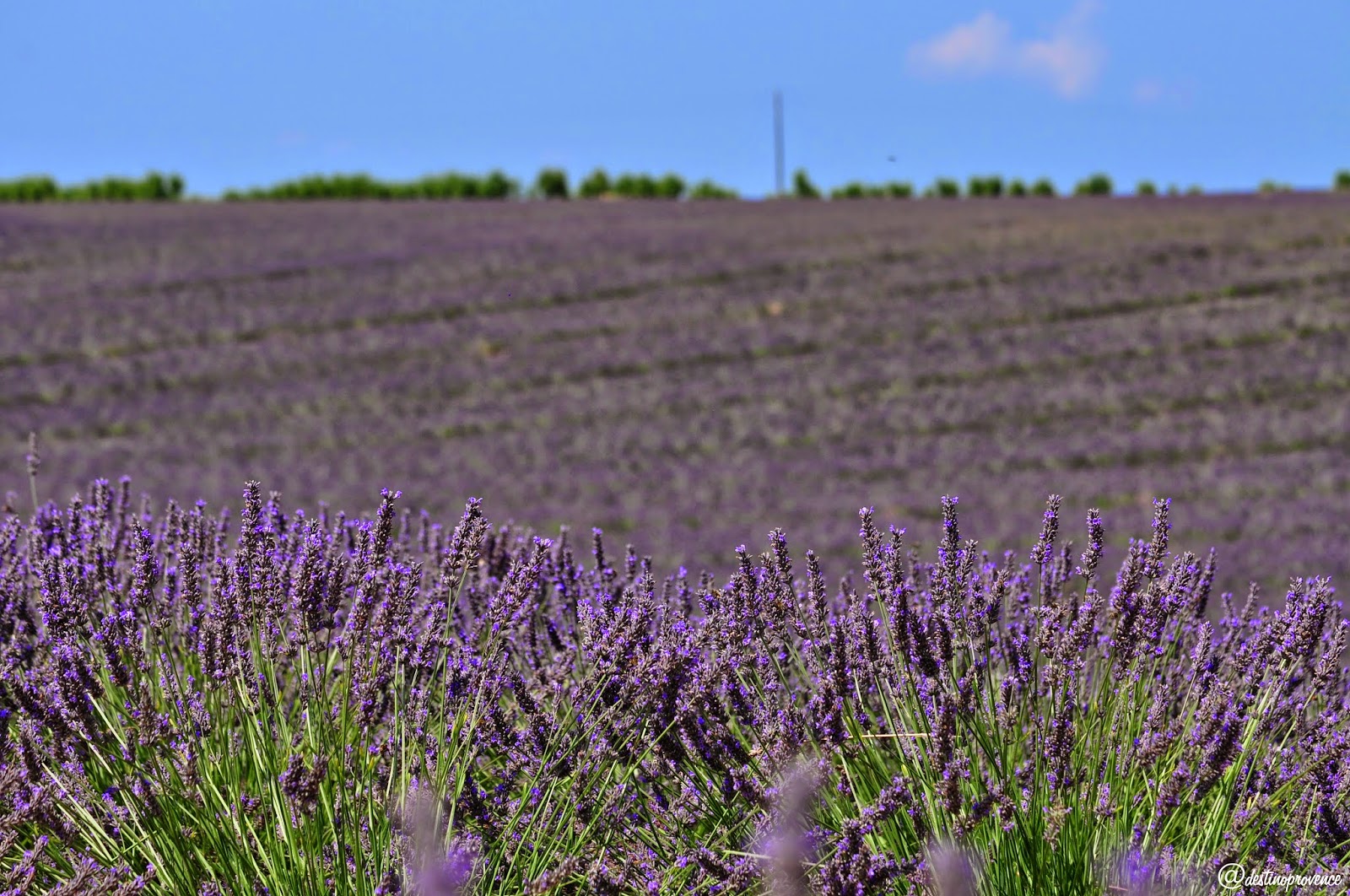 Campo de lavanda Plateau de Valensole