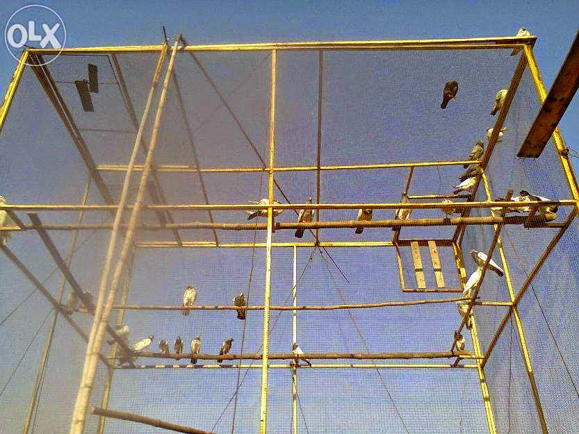 Pigeon Cage For Sale In Lahore