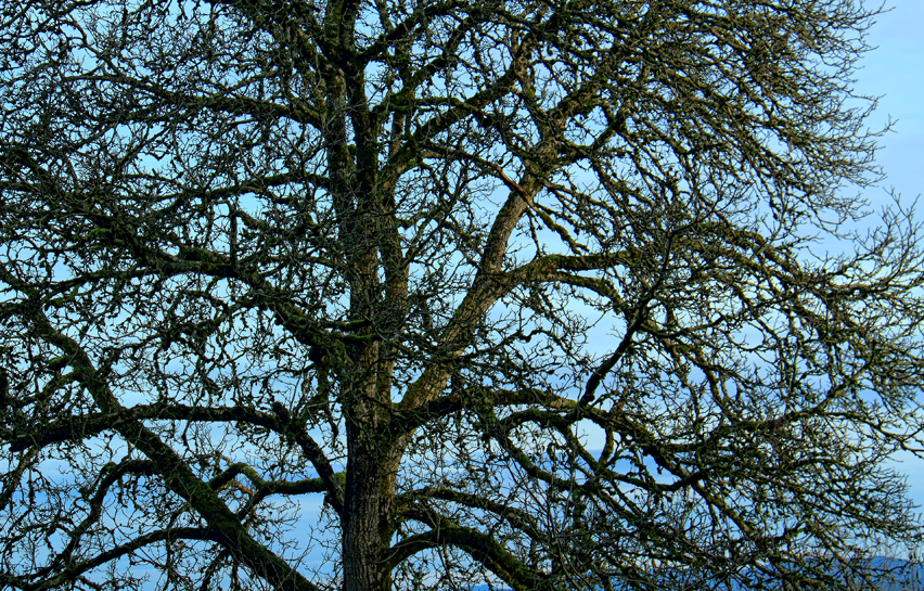 Pretty Pix Trees are Forever