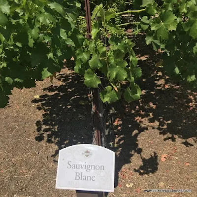 Sauvignon Blanc grapevines in Wine Sensory Gardens at Kendall-Jackson Wine Estate & Gardens in Fulton, California