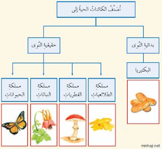 تصنف المخلوقات الحية الى سبع ممالك ست ممالك خمس ممالك أربع ممالك