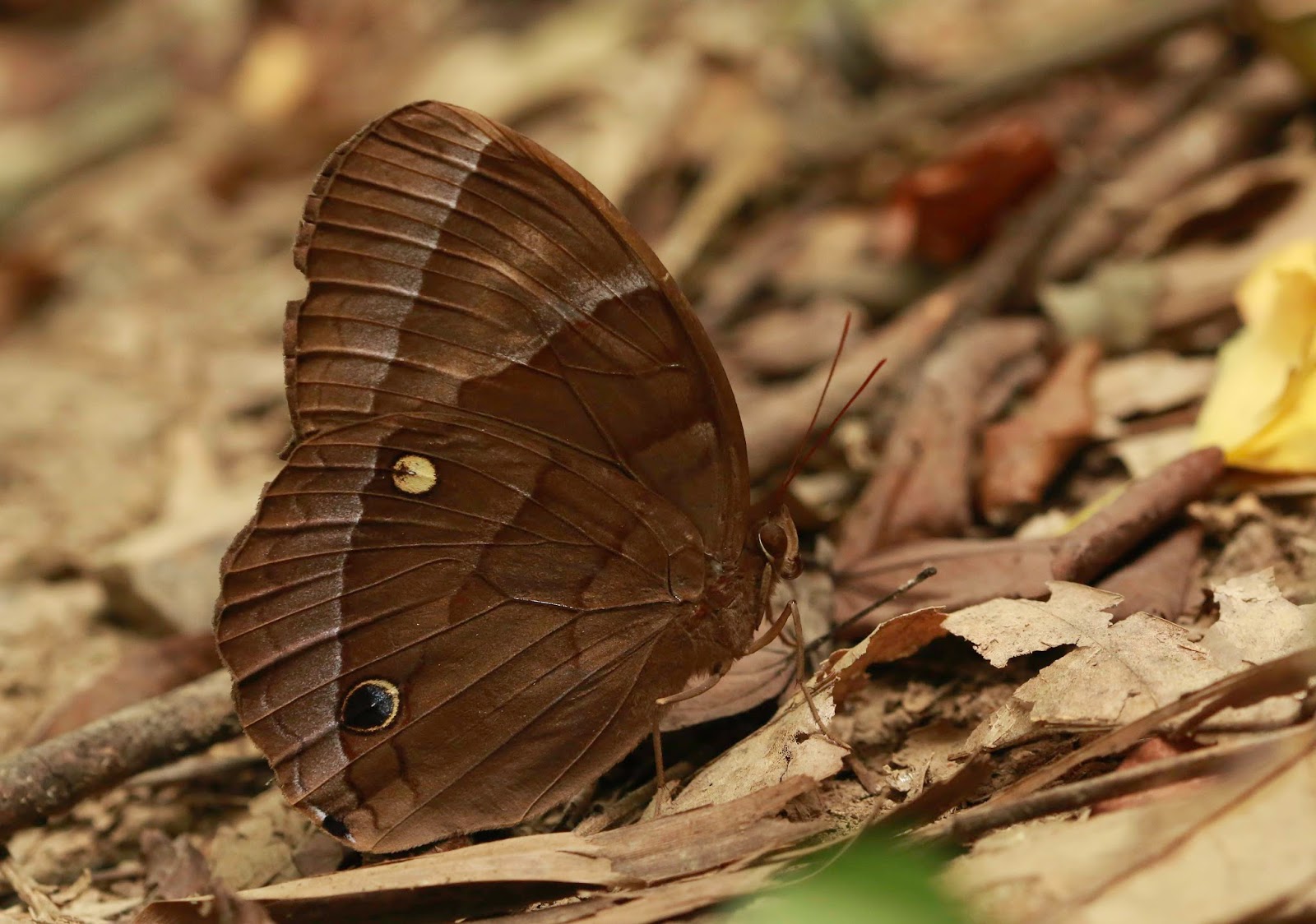 Butterflies of Vietnam 7. Thaumantis diores diores (The Jungle Glory)