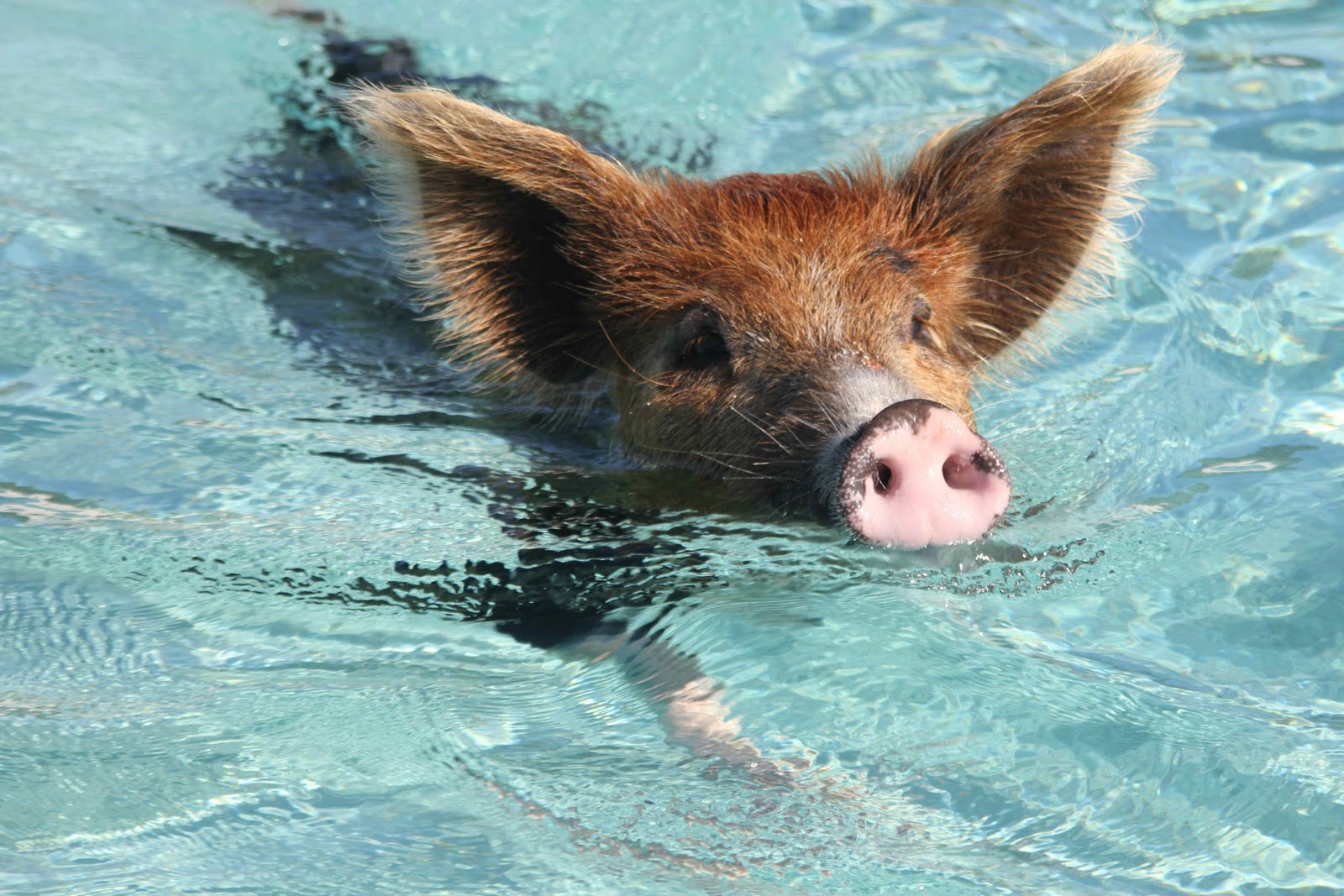 Животные купаются. Свинка на море. Кабанчик в воде. Остров свиней на Багамах. Свинья плавает.