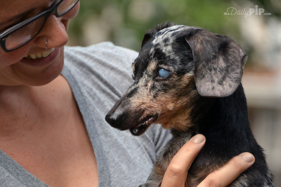 Deaf and Blind Doxie The Specials: Adopting a deaf and blind senior dog