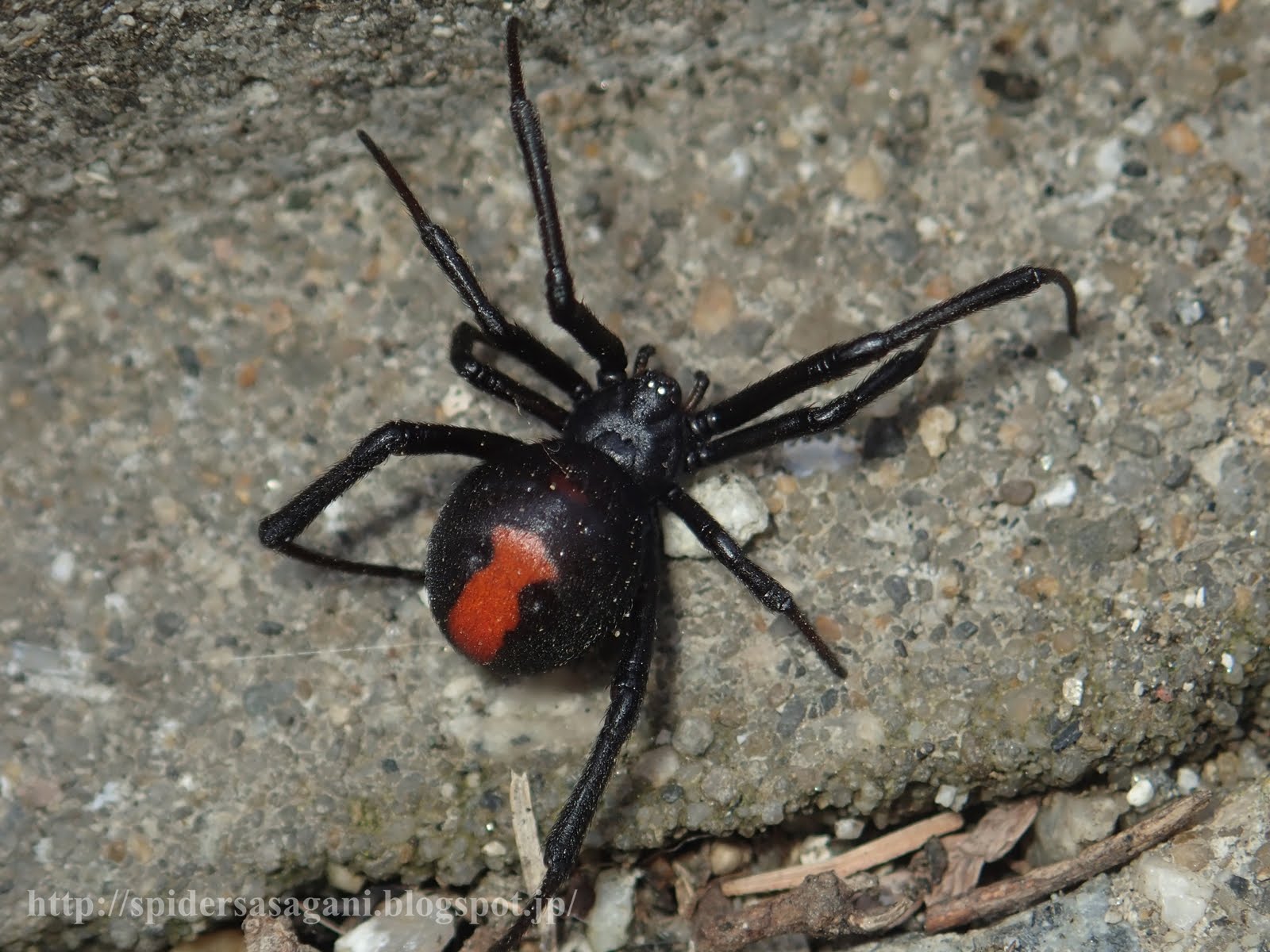 細蟹屋 セアカゴケグモ
