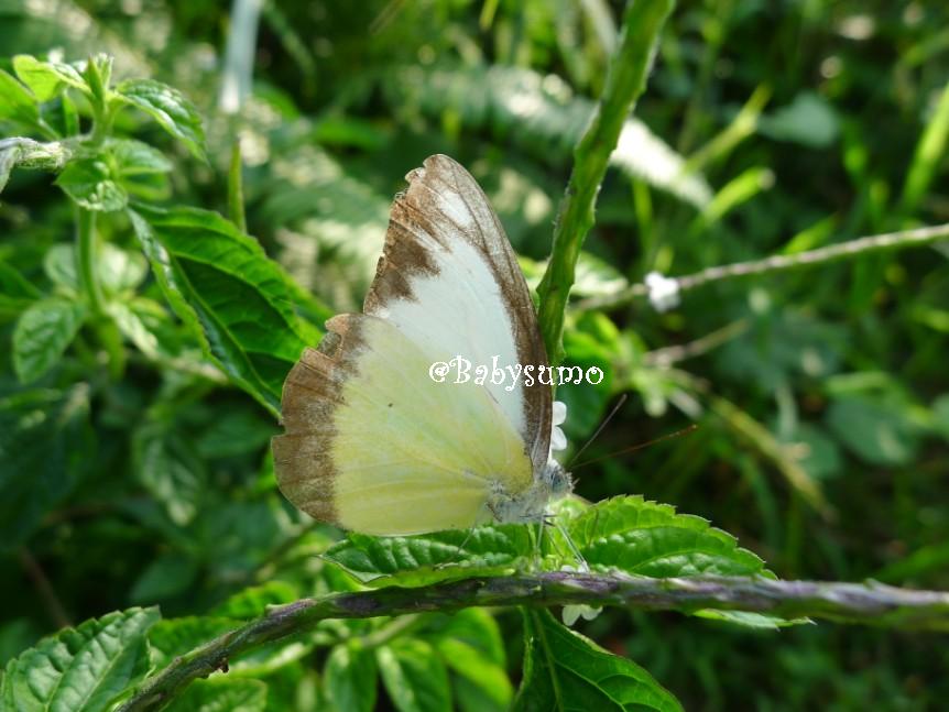 Baby Sumo Photography Whiteyellow butterfly with brown edges Kuala
