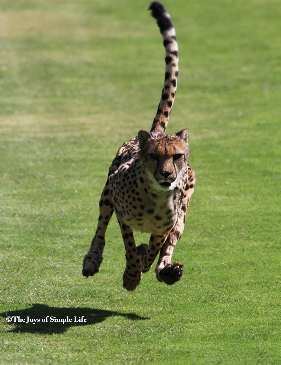 cheetah track bottom