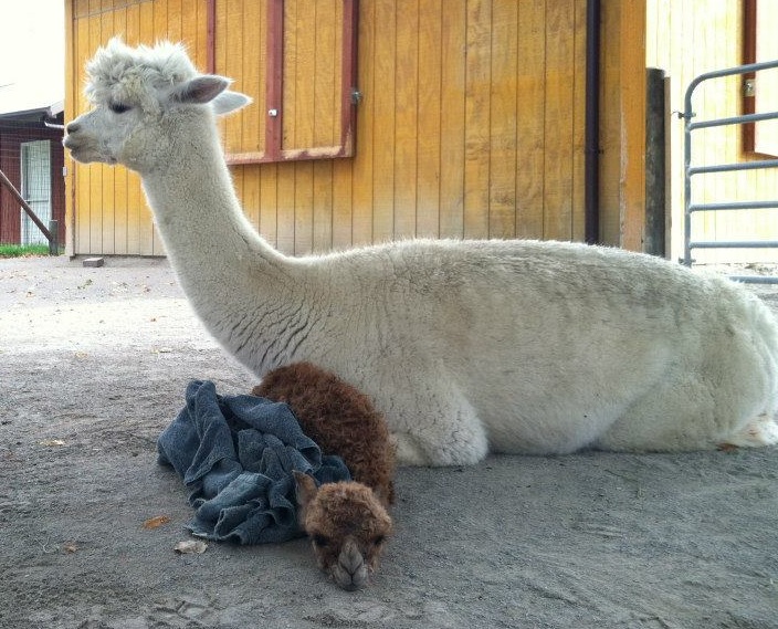 Baby Animals: Cria 9