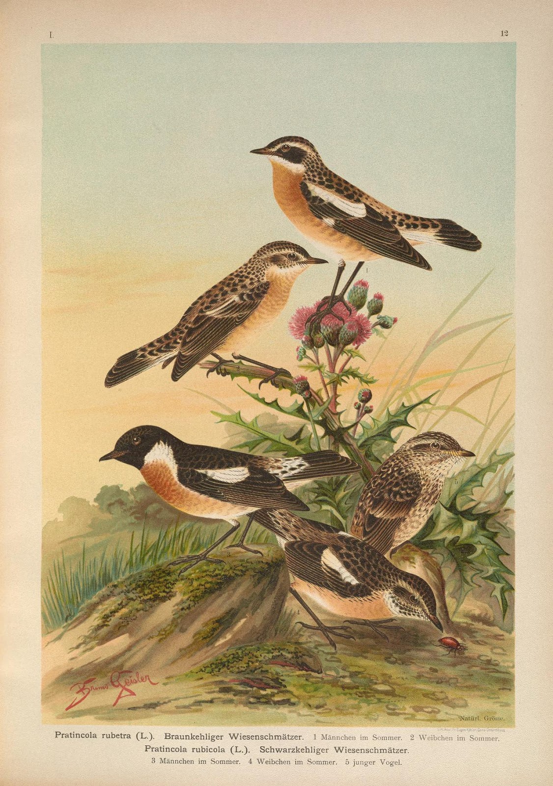 Самая умная птица. Птицы и другие истории. Птицы и другие истории. Хищные птицы. Птица шалашник, и ее произведения.