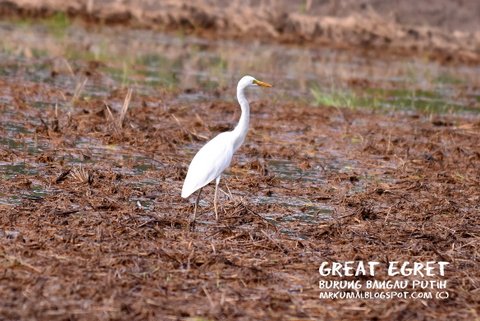 48+ Burung bangau putih sawah terbaru