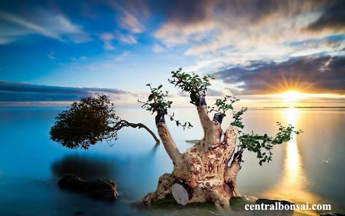 Cara Pemahatan Dan Pembentukan Bakalan Bonsai